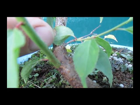 PRUNUS MUME 3ª parte, DIFERENCIAS ENTRE RAMAS FUERTES Y RAMAS DÉBILES