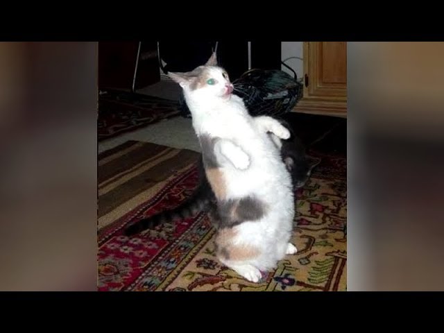 BEST of HILARIOUS ANIMALS - Watch and DIE FROM LAUGHING TOO HARD!