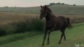 Thoroughbreds - Cнαмpιoɴ