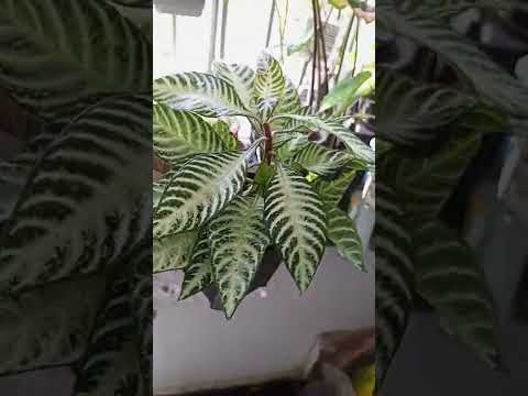 Video: Aphelandra Zebra Rastliny v interiéri: Ako sa starať o zebru