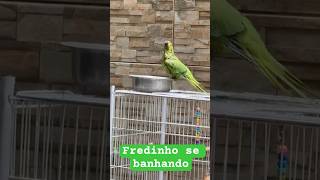 Fredinho se banhando numa tigela.... #ringneck #calopsita #aves #pets