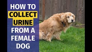 how do you get a urine sample from a female dog