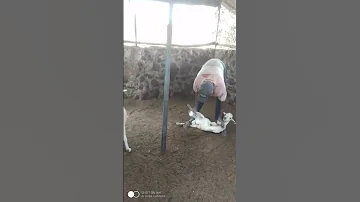 Treating Our Goats This Today Youtubecreatorcommunity Village Villagelife 