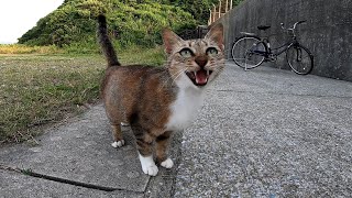 港に行ったらよく喋る野良猫が何か訴えてきた