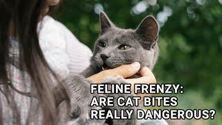 Feline Frenzy: Are Cat Bites Really Dangerous?