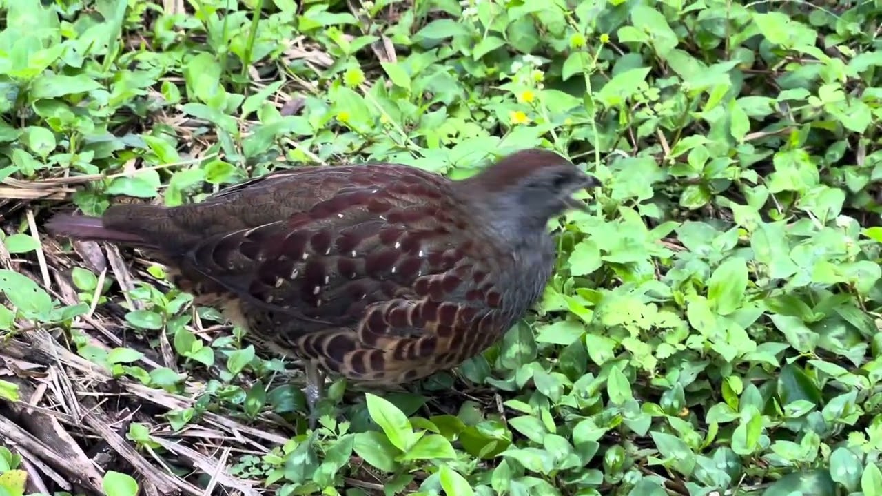1131013陽明山二子坪，巧遇竹雞全家福