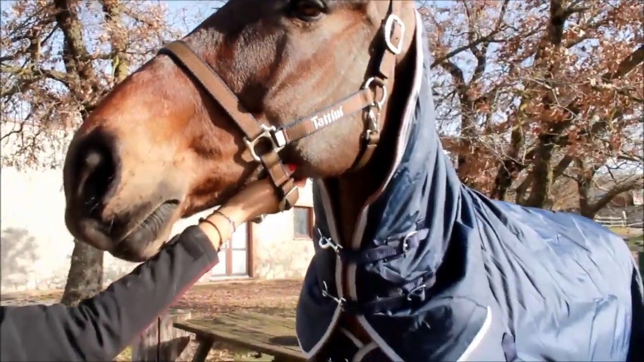 Tattini Rugs Tattini High CollaredPaddock Rug - YouTube
