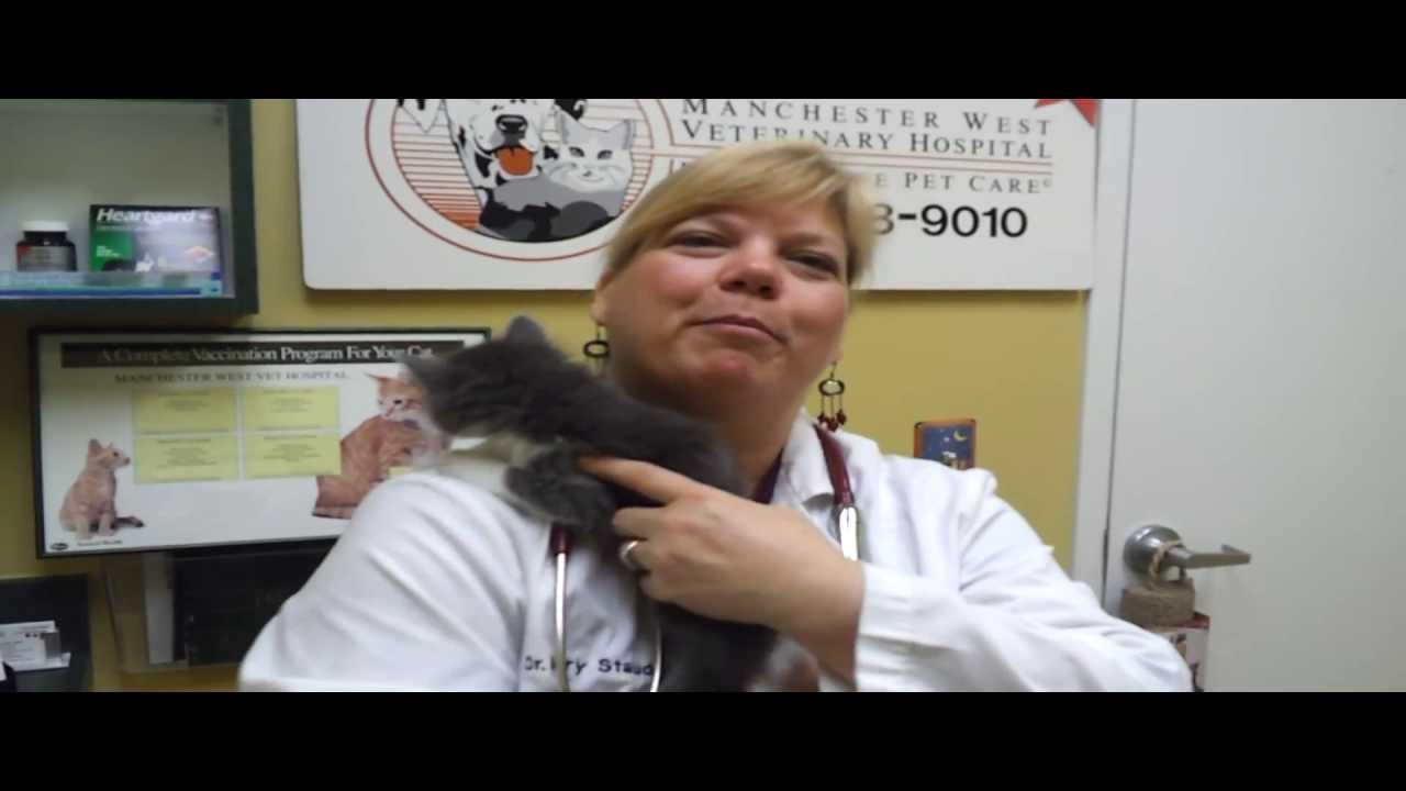 Pet Tips – Medical Care For Kittens Pet Tips – Medical Care For Kittens