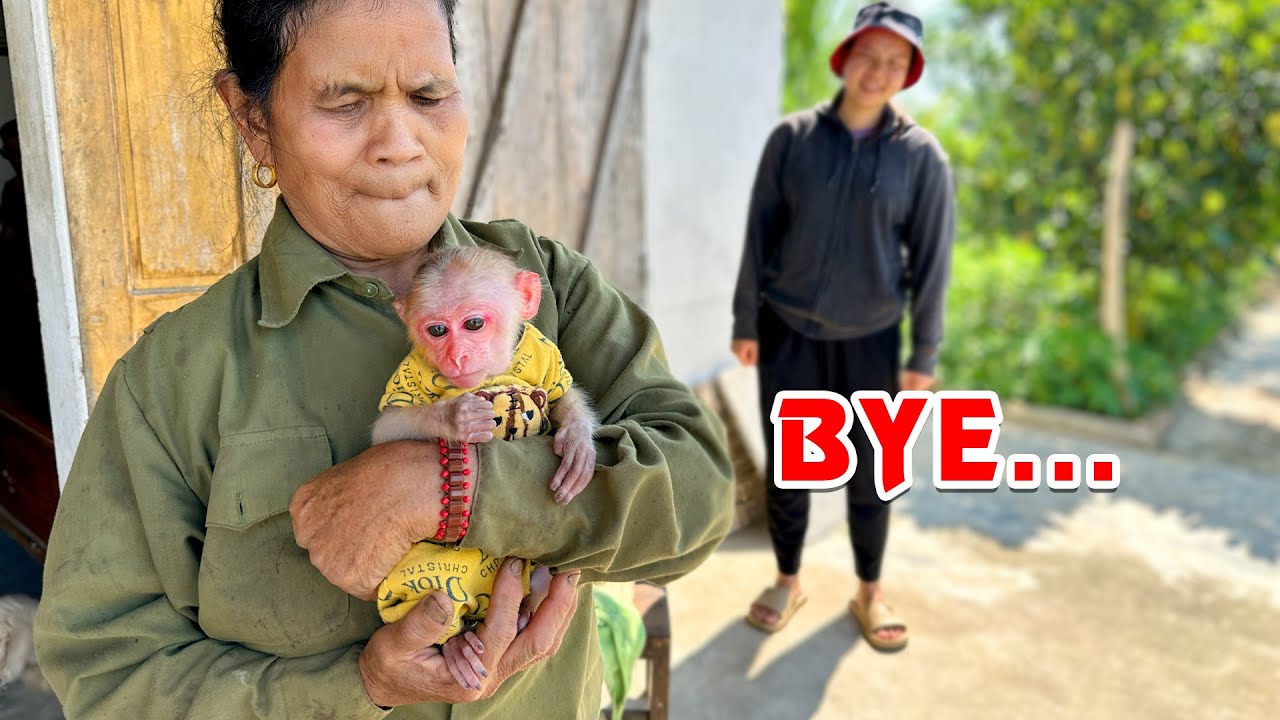 Почему обезьянка Хаки такая грустная???