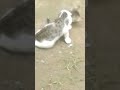 kitten play #song #music #newsong #musician
