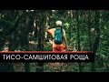 ТИСО-САМШИТОВАЯ РОЩА I СОЧИ 2019