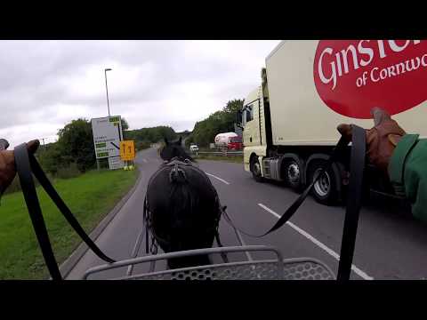 Alice in town - driving a black cob mare - Barry Hook, Horse Drawn Promotions