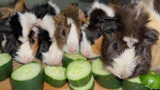GUINEA PIGS | NOT SO HUNGRY GUINEA PIGS EATS CUCUMBER | CUTE GUINEA PIGS | @HungryPetsASMR by HUNGRY PETS ASMR 306 views 2 months ago 6 minutes, 7 seconds