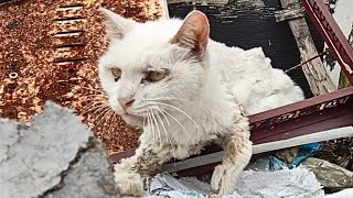 An injured stray cat, crawling on its knees amidst the rubble, emitting a hoarse plea for help