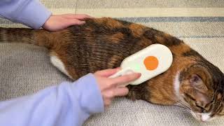 🧼 Unboxing & Testing the Steam Brush for Cats | ASMR Grooming My Fluffy Kitty 🐾 screenshot 3