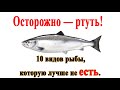 ➤ Осторожно — ртуть! ➤ 10 видов рыбы, которую лучше не есть