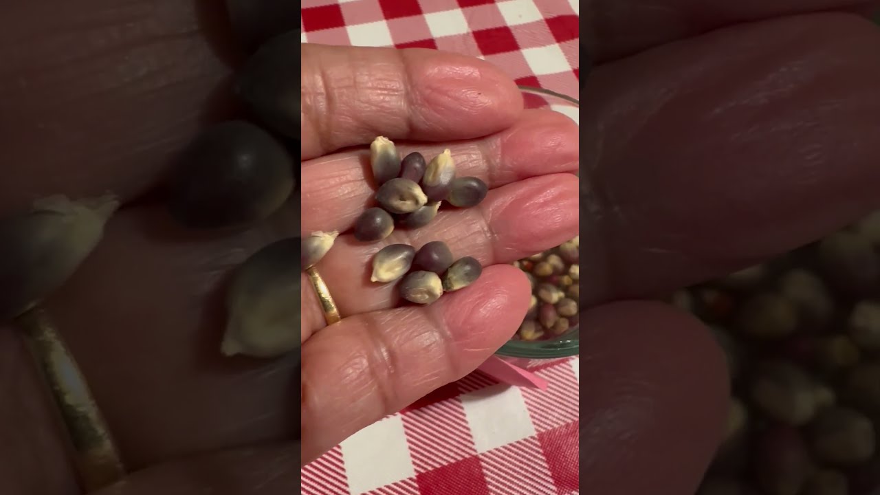 Germinating Kernels of Black Corn. 