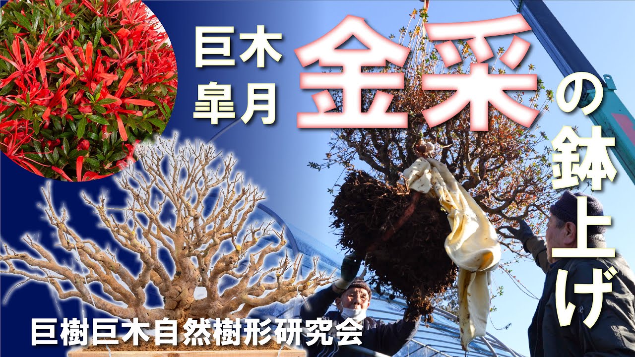 さつき 三晃の月 太幹 古木 鉢下高約83㌢ 【公式通販】