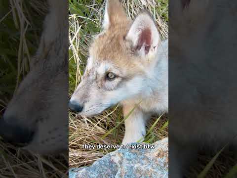 btw wolves deserve to live
