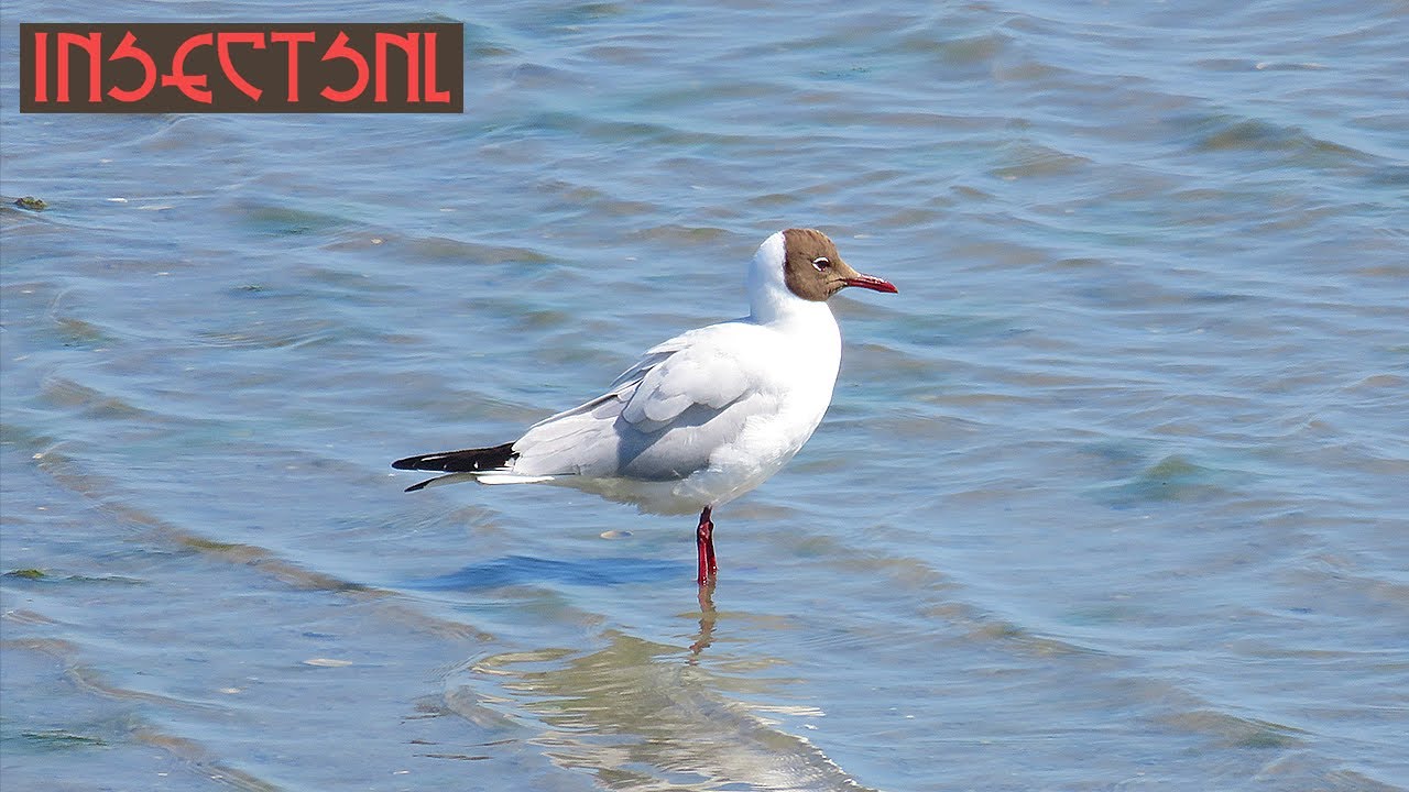 insectsNL wadsafari [Terschelling 2020]