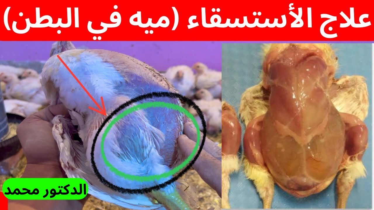علاج الاستسقاء عند الفراخ البيضاء ( المياه في البطن ) والقضاء علي السموم الفطريه في العلف