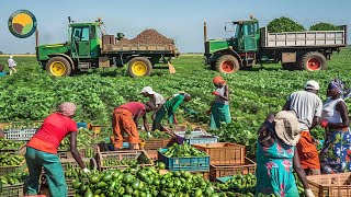 How US Farm Workers Harvest Thousands of Tons of Fruits and Vegetables | Farming Documentary