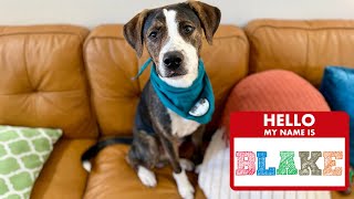 Blake is a true gentle soul! screenshot 5