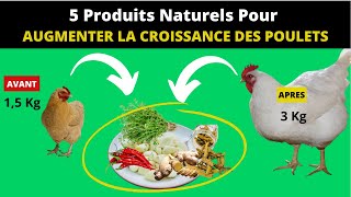 Voici 5 produits Naturels pour Augmenter la croissance des poulets locaux ou de chair