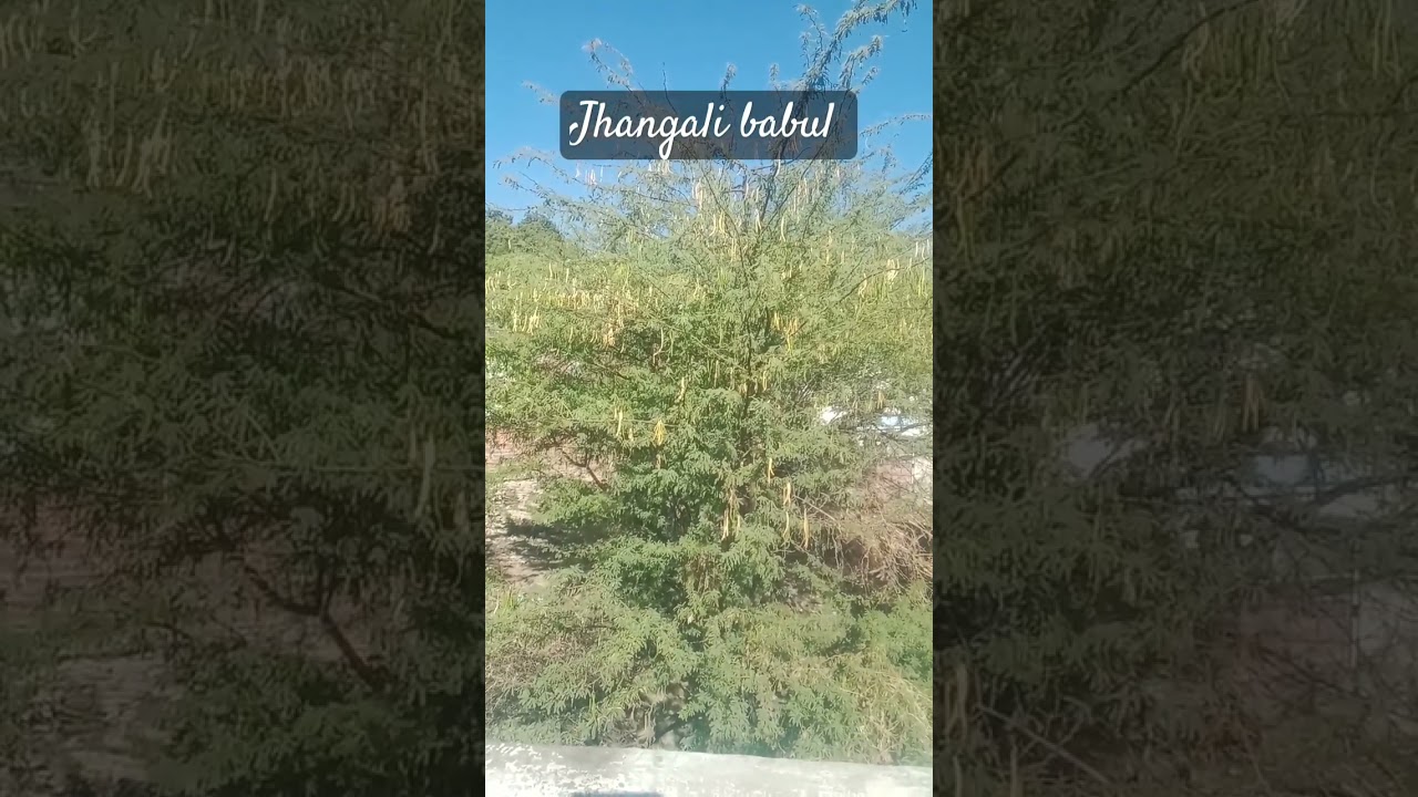 Rajasthan me dhandhe ko badhane wala babul | Rajasthan ka kantila poudha