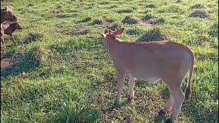 Phantom and the herd update Farm check-in