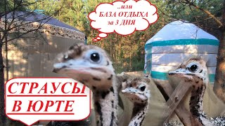 Современные юрты/ СТРАУСЫ в ЮРТЕ или БАЗА ОТДЫХА за 3 ДНЯ