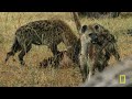Ascending to the Throne | Savage Kingdom MEGA Episode | Nat Geo Animals