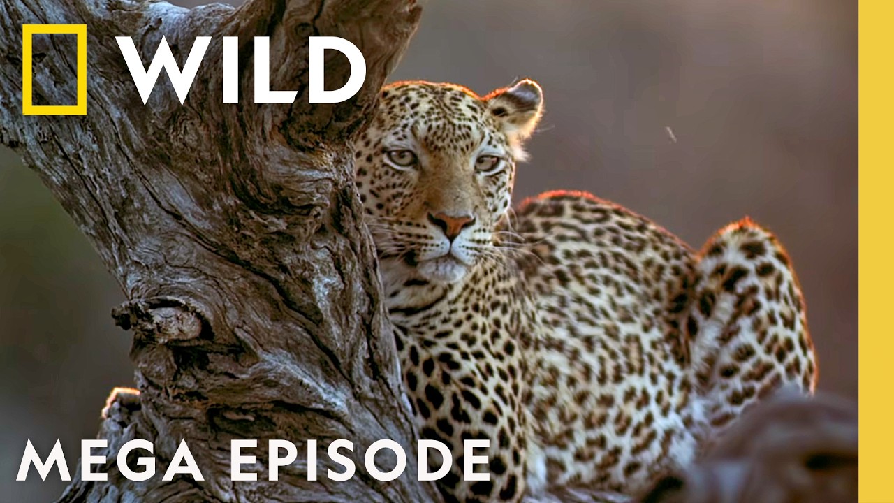 Ascending the Throne: Savage Kingdom Mega Episode | Nat Geo Wildlife – Documentary