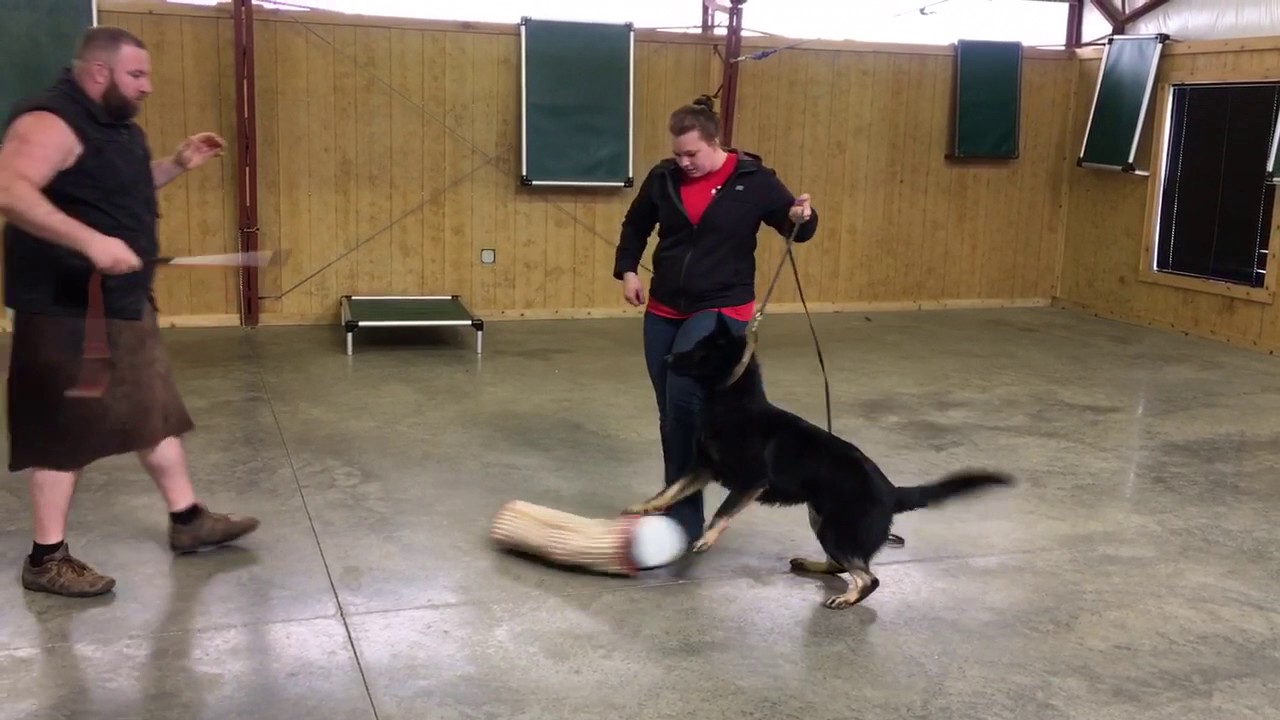 Wonderful Protection Dog "Zebulon" 10 Mo's Home Raised Personal