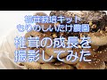 椎茸栽培キット　もりのしいたけ農園　椎茸の成長を撮影してみた　インターバル撮影　タイムラプス動画 　4K画質