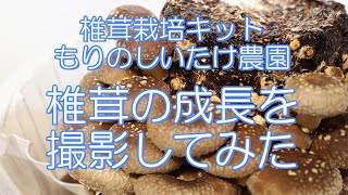 椎茸栽培キット　もりのしいたけ農園　椎茸の成長を撮影してみた　インターバル撮影　タイムラプス動画 　4K画質