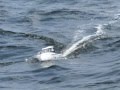 Radio control boat Yamaha UF26 in rough sea No.1