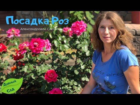 🌹🌹🌹Самый ЛУЧШИЙ способ посадки РОЗ. Закладка большого Розария !!🌷🌺
