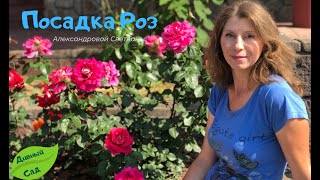 🌹🌹🌹Самый ЛУЧШИЙ способ посадки РОЗ. Закладка большого Розария !!🌷🌺