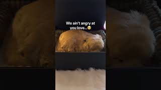 Eye miss you so much 😭❤️🩹 #pets #dogsoftiktok #petsoftiktok #dogloss