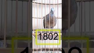 Download Lagu SUARA PEEKUTUT JUARA MP3