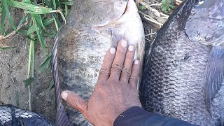 Fishing Tilapia Is Not Confused Search Search, Try .Look at this bait definitely addictive ,, part 4