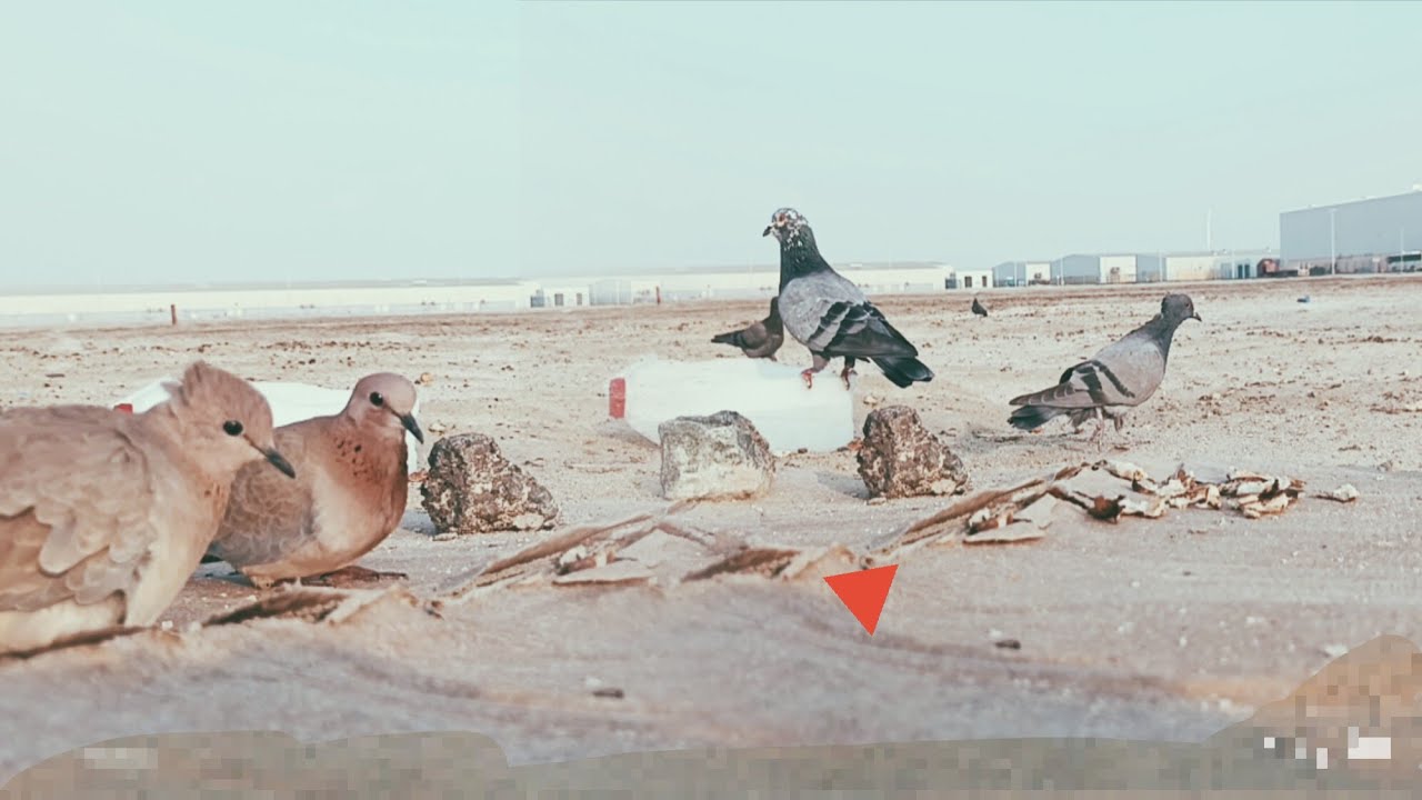 Feeding birds at desert || Khyber images 