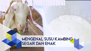 IPB Pedia: Mengenal Susu Kambing Segar dan Enak