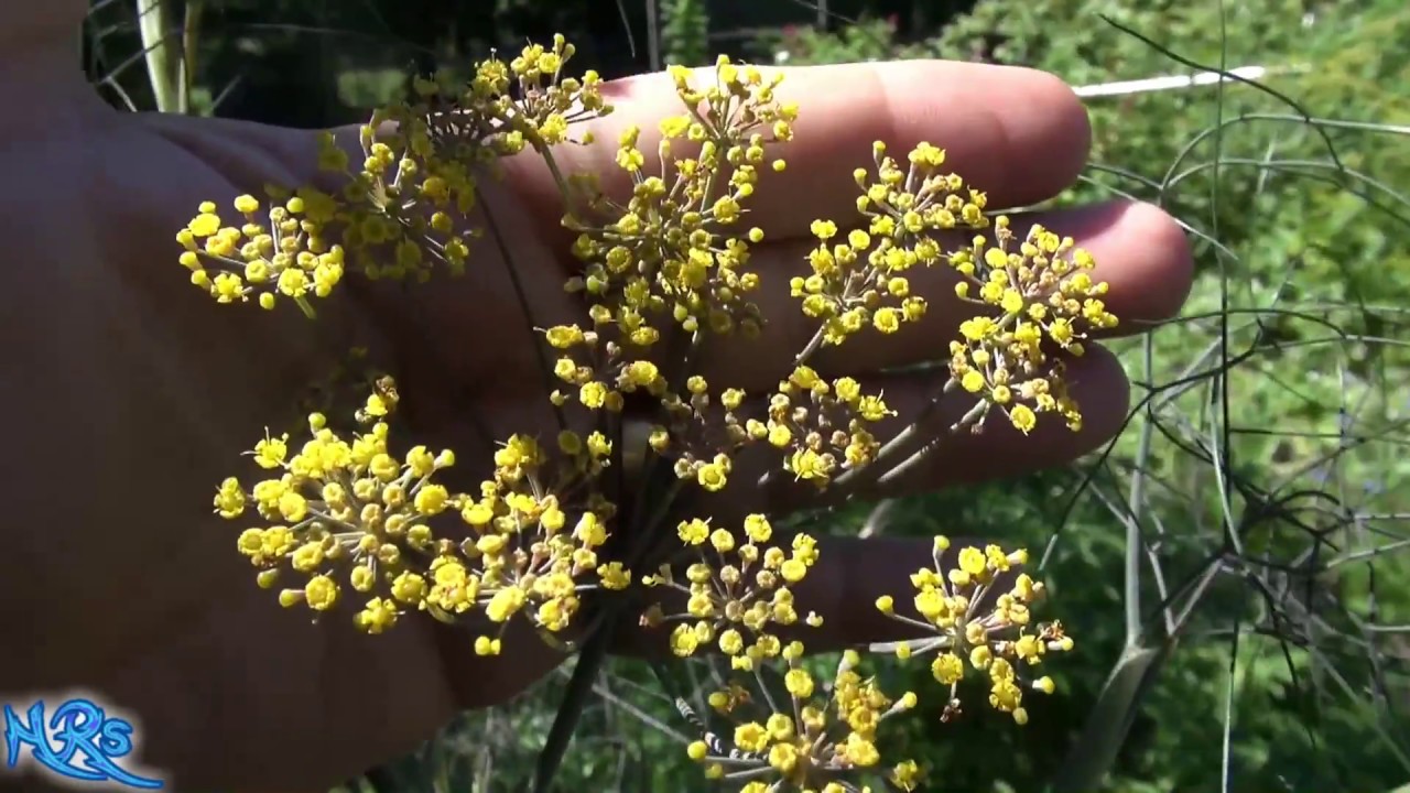 Bronze Fennel | Foeniculum vulgare | Taste Test and Review