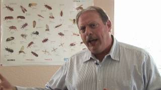 Flea Control : Where Do Fleas Originate?
