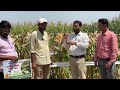 Sheena seeds  moti 155  single cross hybrid maize yogesh raghuvanshi khargone mp