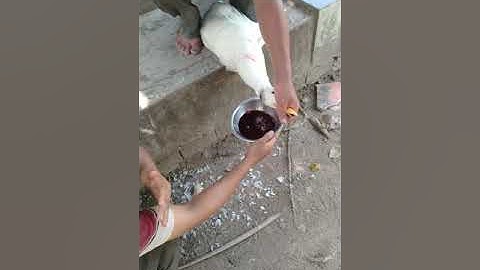 Bí quyết cắt cổ vịt một nhac là chết ngay