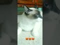 قطة كيوت و صوت حنين