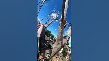 thats a very strong fence 😬 #treeclimbing #coloradosprings #arbibarbitreeco #treeremoval